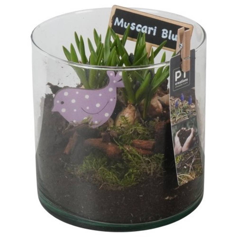 Muscari.Arr PTMB6330 T15 H020