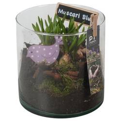 Muscari.Arr PTMB6330 T15 H020