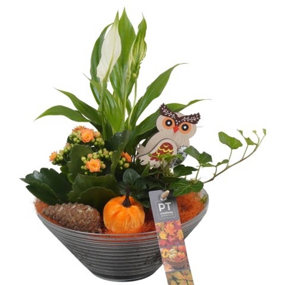 Spath.Arr PTHG3322 Herbst T19 H031
