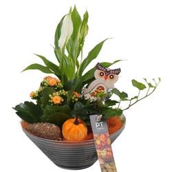 Spath.Arr PTHG3322 Herbst T19 H031