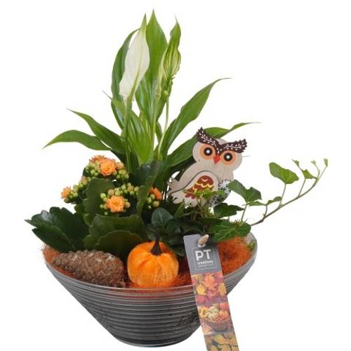 Spath.Arr PTHG3322 Herbst T19 H031