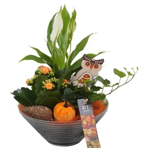 Spath.Arr PTHG3322 Herbst T19 H031