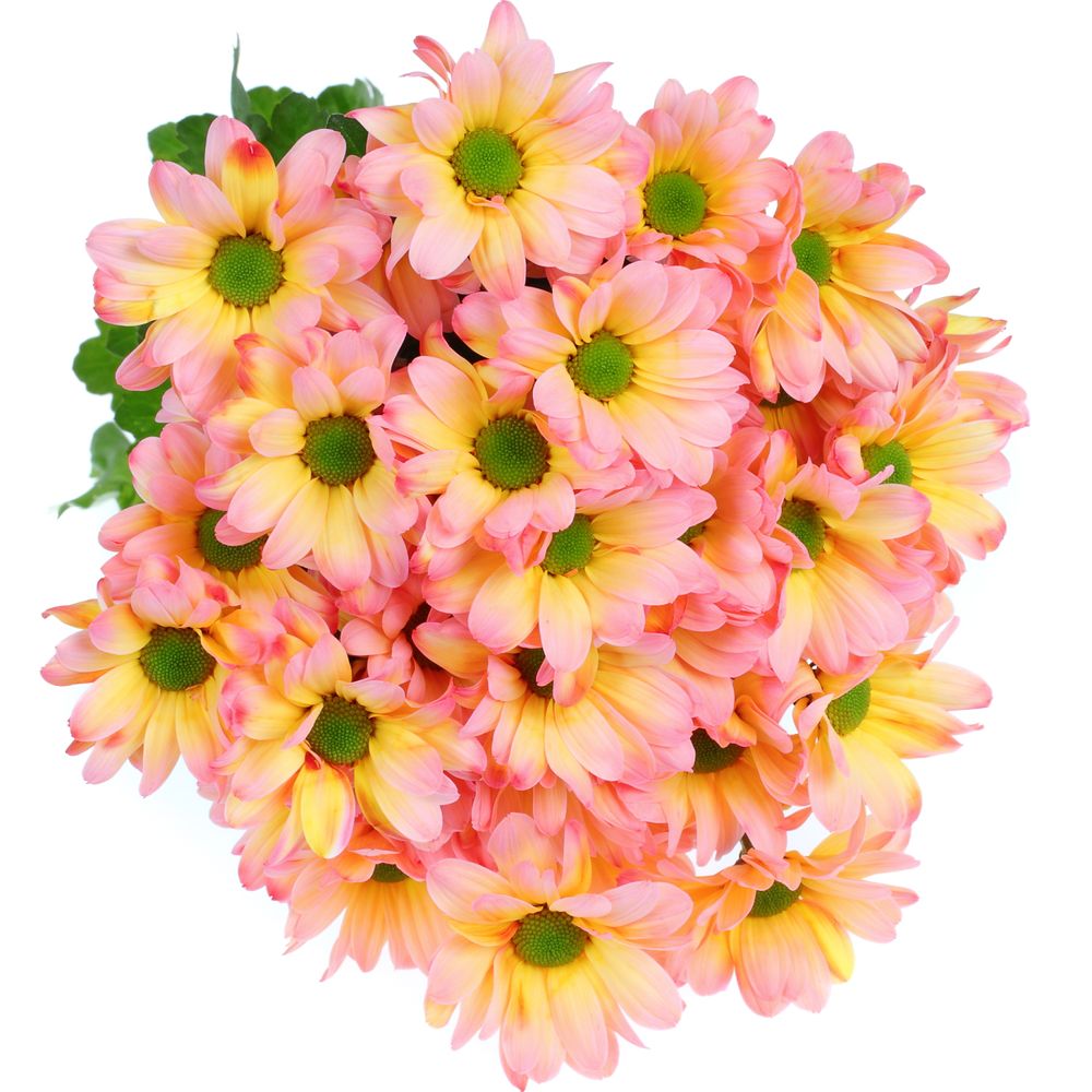 Chrys.Tros rosa/orange Moonshine gefärbt