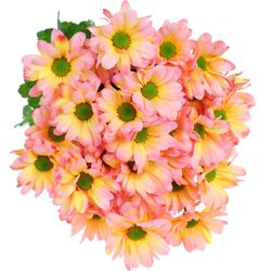 Chrys.Tros rosa/orange Moonshine gefärbt