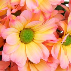 Chrys.Tros rosa/orange Moonshine gefärbt