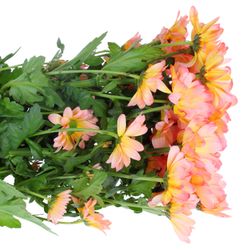 Chrys.Tros rosa/orange Moonshine gefärbt