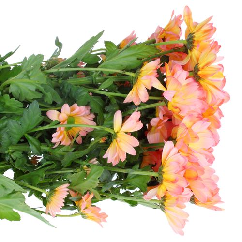 Chrys.Tros rosa/orange Moonshine gefärbt