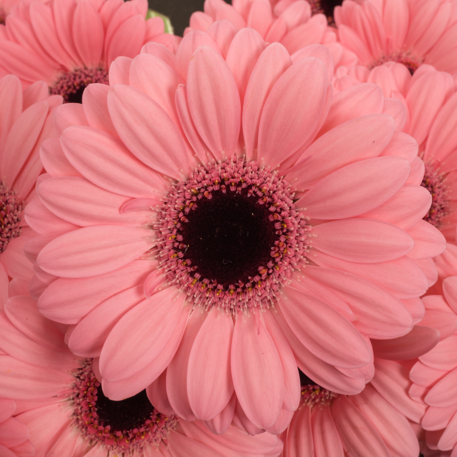 Germini rosa Jolie