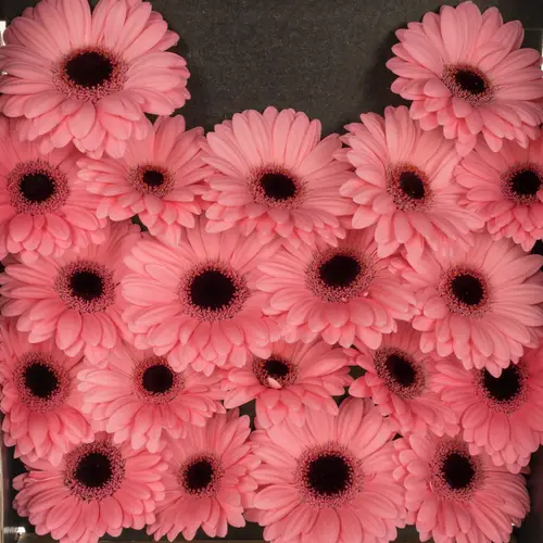 Germini rosa Jolie