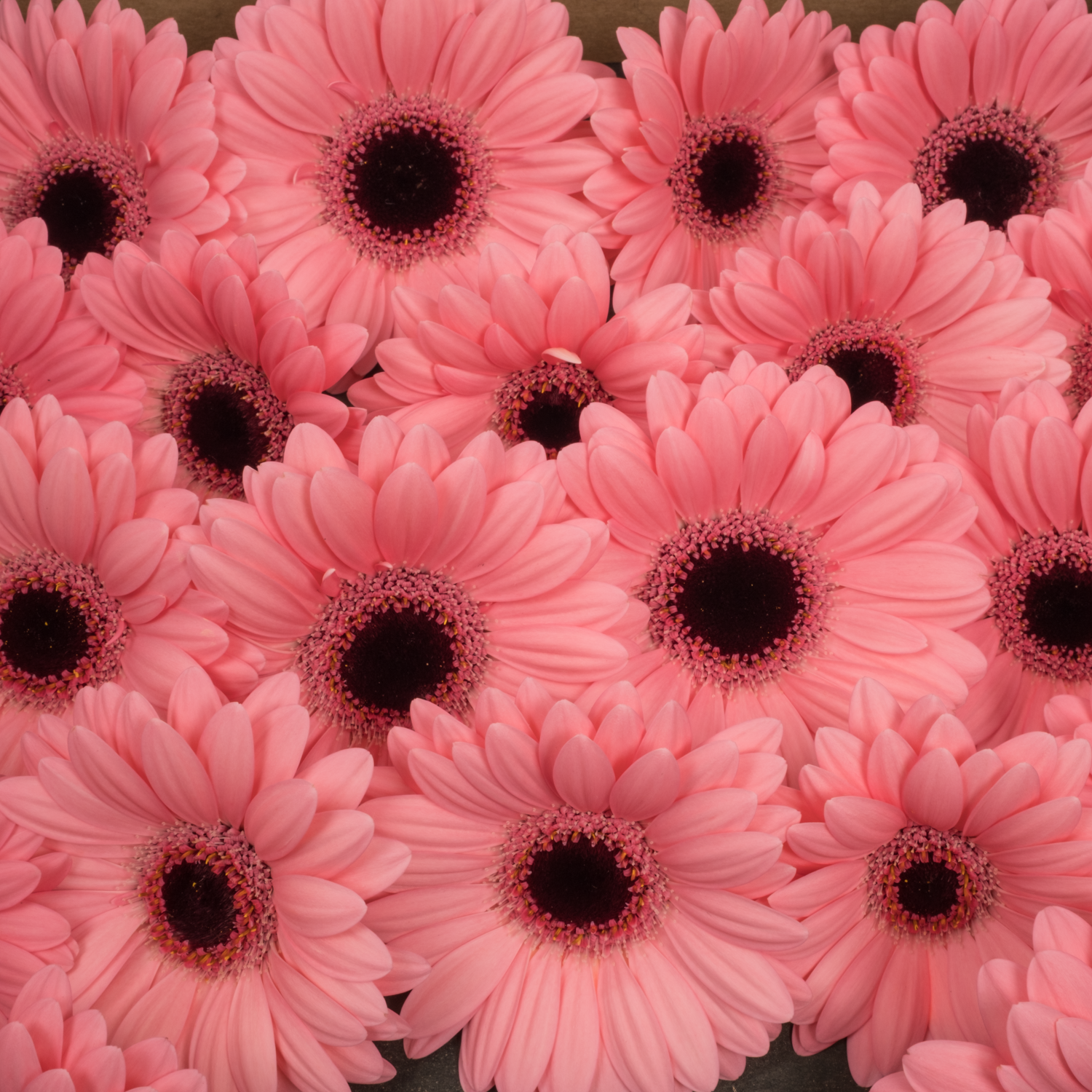 Germini rosa Jolie
