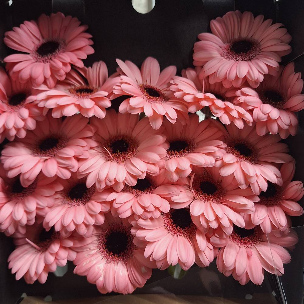 Germini rosa Jolie