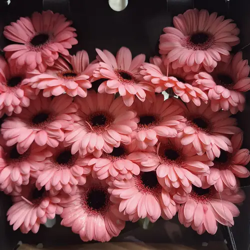 Germini rosa Jolie