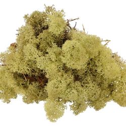 Island Moos altgrün 500gr