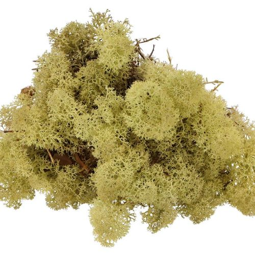 Island Moos altgrün 500gr