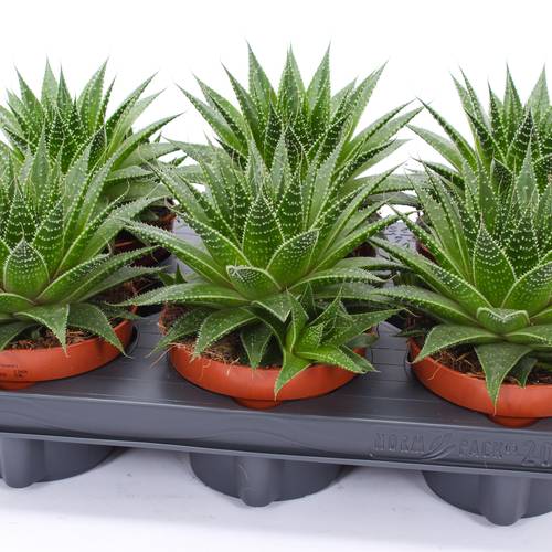 Aloë Gladiator SuPure rock T12 H015