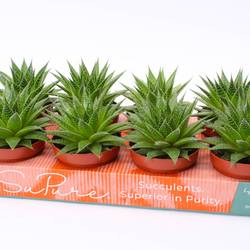 Aloë Gladiator SuPure rock T12 H015