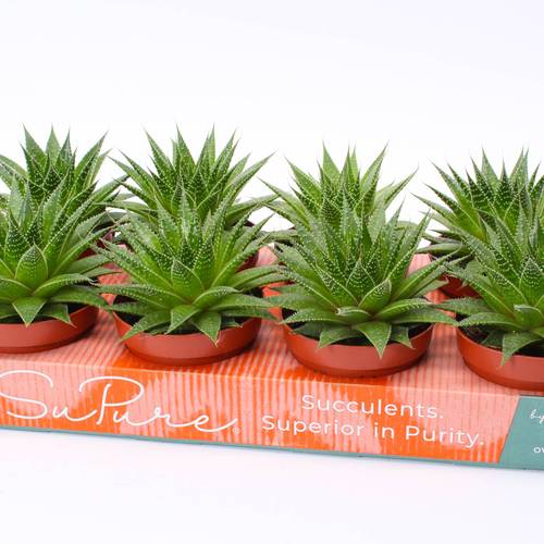 Aloë Gladiator SuPure rock T12 H015