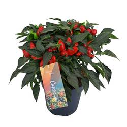 Capsicum dunkel rot Annuum Mambo T17 H040