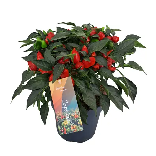 Capsicum dunkel rot Annuum Mambo T17 H040
