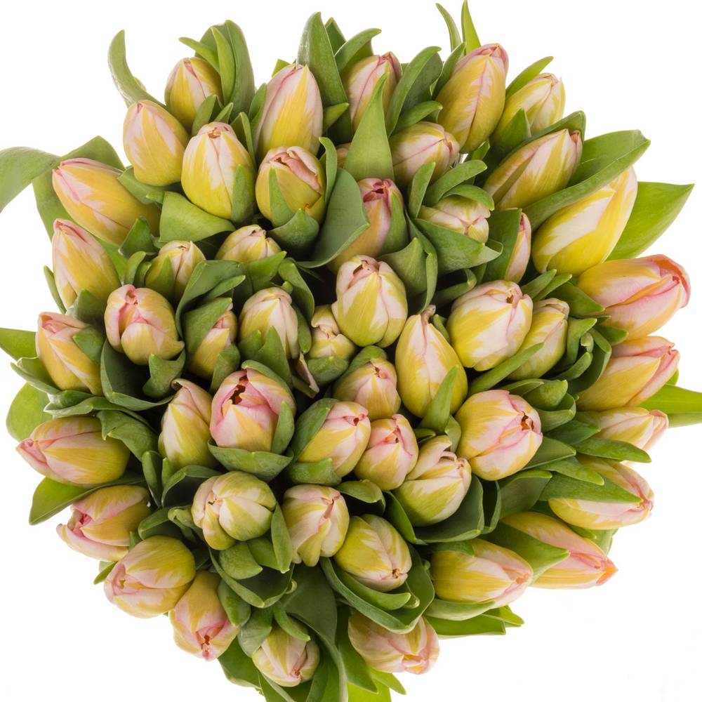 Tulpe rosa Tom Pouce 32 Gramm