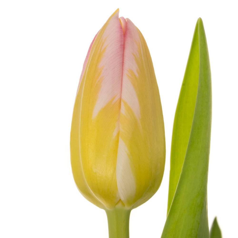 Tulpe rosa Tom Pouce 32 Gramm