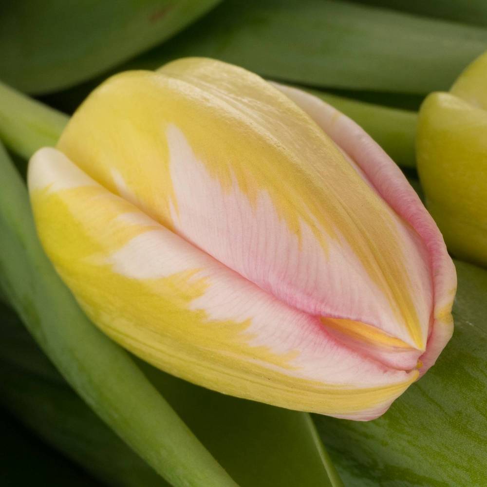 Tulpe rosa Tom Pouce 32 Gramm