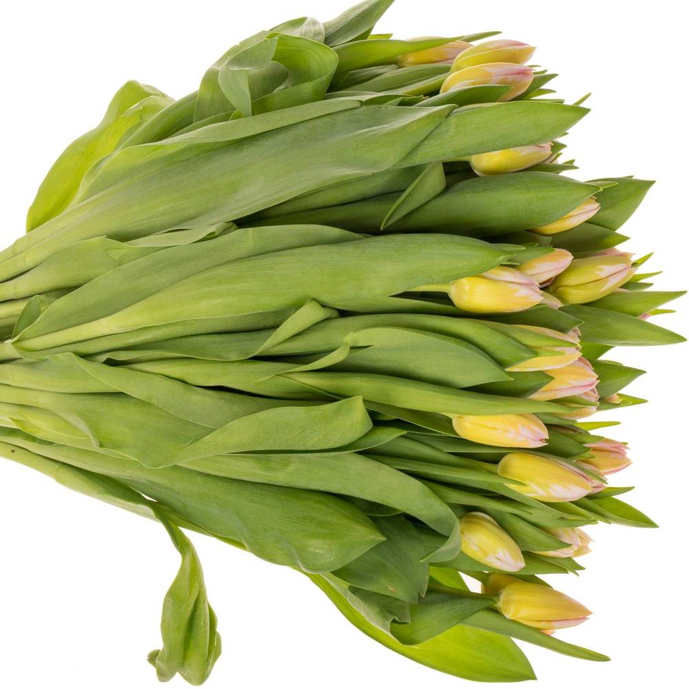 Tulpe rosa Tom Pouce 32 Gramm