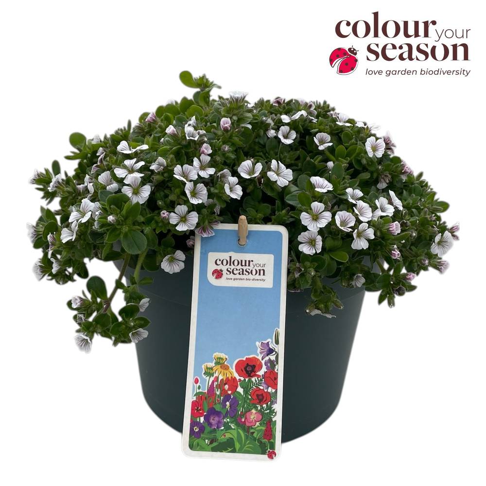Gypsophila weiss cerastioides T19 H030