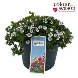 Gypsophila weiss cerastioides T19 H030