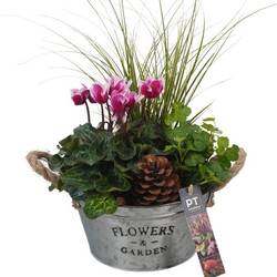 Garten.Arr PTHO4067 T19 H040