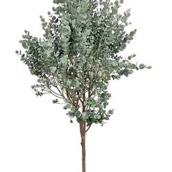 Eukalyptus Gunni T17 H40