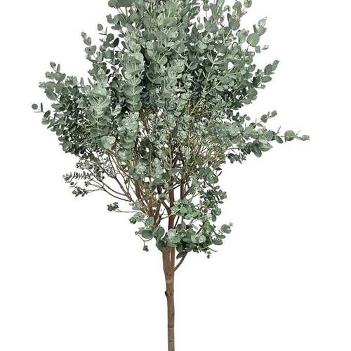 Eukalyptus Gunni T17 H40