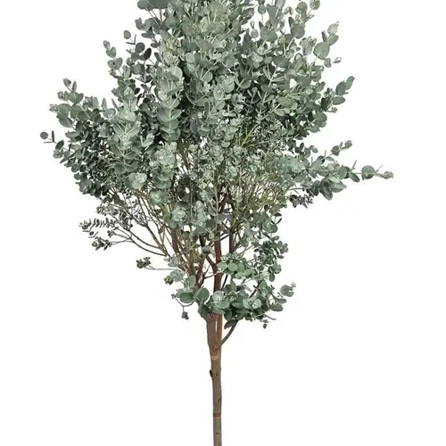 Eukalyptus Gunni T17 H40
