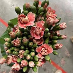 Spraynelke lachs Wilfred 60cm X20