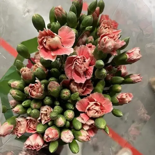 Spraynelke lachs Wilfred 60cm X20