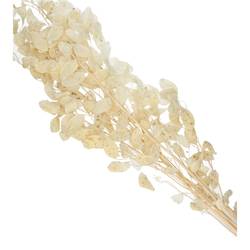 Trocken Lunaria Gebleicht L90cm