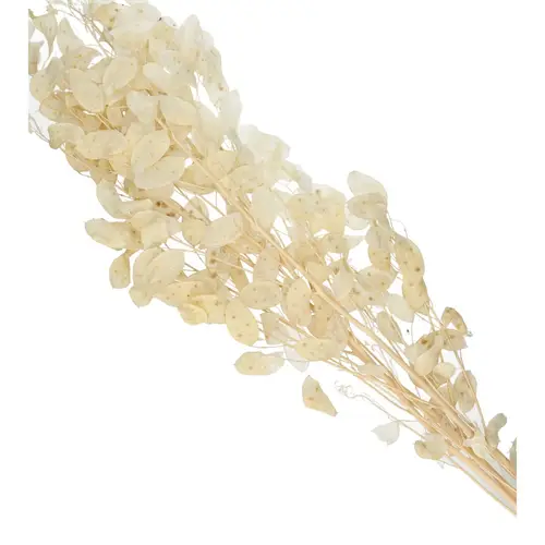 Trocken Lunaria Gebleicht L90cm