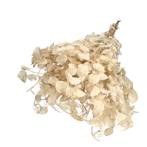 Trocken Lunaria Gebleicht L90cm