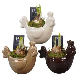 Narzis.Arr mix PTNP4537 Ostern T12 H015