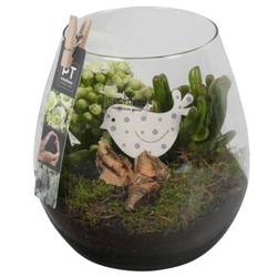 Frühling.Arr PTIG6846 T15 H020