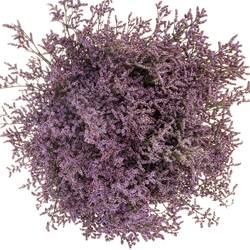 Limonium lila Piuma 30 Gramm 60cm
