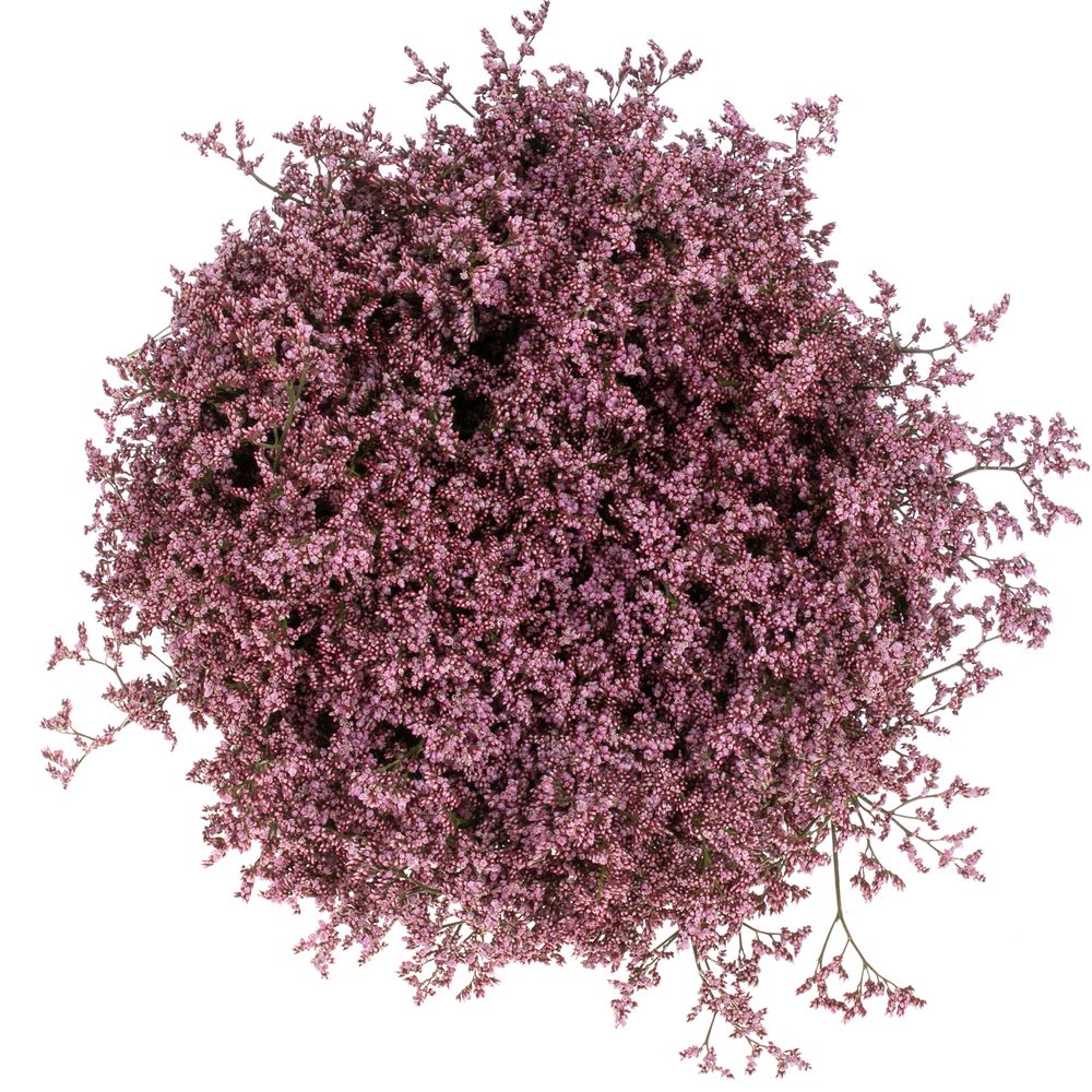 Limonium pink Piuma 60cm
