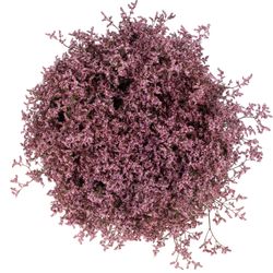 Limonium pink Piuma 60cm