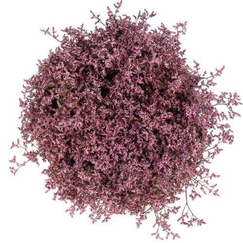 Limonium pink Piuma 60cm
