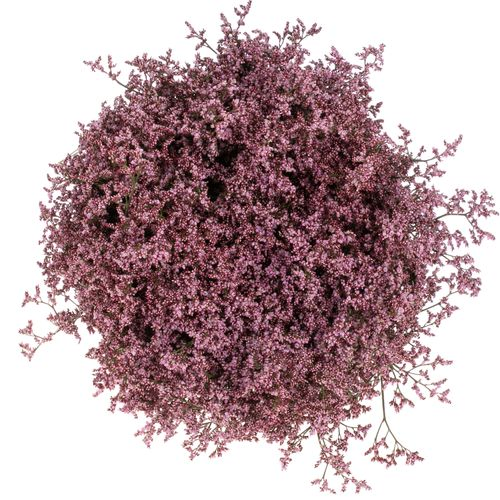 Limonium pink Piuma 60cm