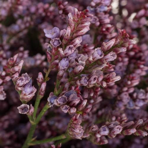 Limonium lila Piuma 30 Gramm 60cm