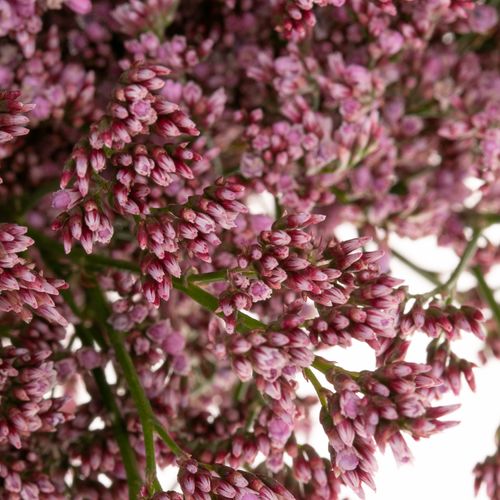 Limonium pink Piuma 60cm