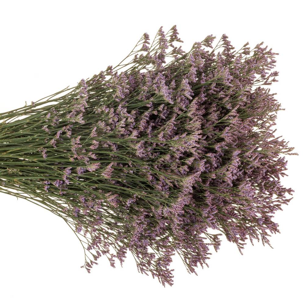 Limonium lila Piuma 30 Gramm 60cm