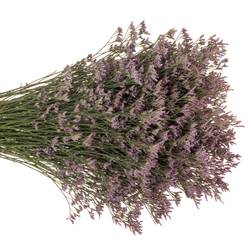 Limonium lila Piuma 30 Gramm 60cm