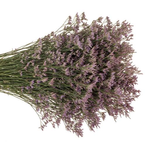 Limonium lila Piuma 30 Gramm 60cm